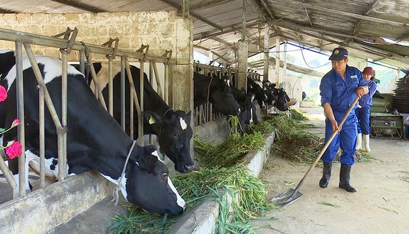 Bộ Tài nguyên và Môi trường: Phát thải khí metan lĩnh vực chăn nuôi là 20,3 triệu tấn, chiếm 18,27% tổng lượng phát thải khí metan. Ảnh minh họa.