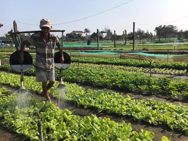 A Tra Que villager tends to his vegetable gardens, which are cultivated using clean technology.