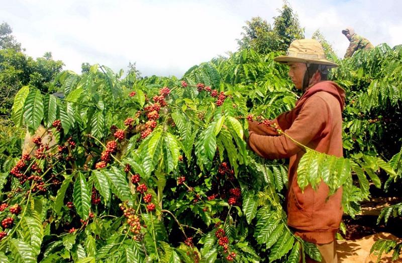 Mặt hàng cà phê của Việt Nam sẽ phải tuân thủ EUDR khi xuất khẩu vào châu Âu.