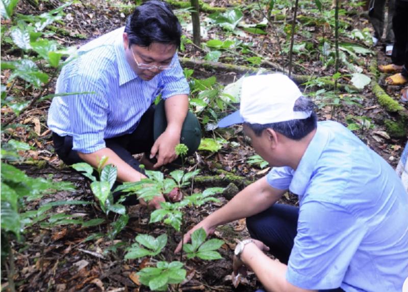 Cán bộ  kỹ thuật kiểm tra độ sinh trưởng giống sâm Ngọc Linh.