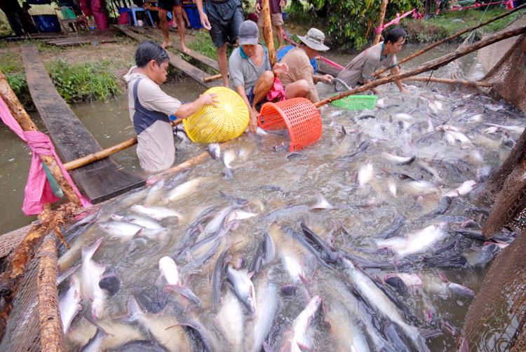 Tra fish harvested in the Mekong Delta region. (Photo: thuysanvietnam.com)