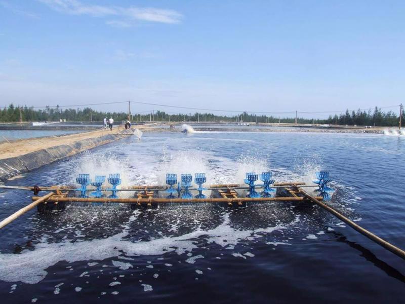 Environmental management is very important in shrimp farming.