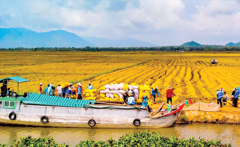 Doanh nghiệp lua, gạo "khát" vốn trung, dài hạn.