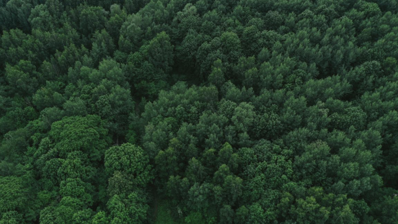 Forestry is considered the most promising sector for carbon credit development in Vietnam.