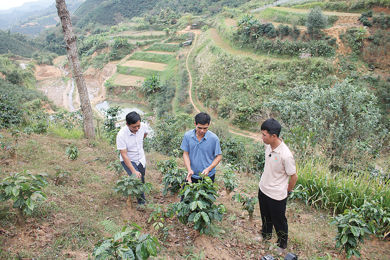 Rẫy trồng cà phê theo mô hình đa canh trên đất dốc của anh Lò Văn Pun