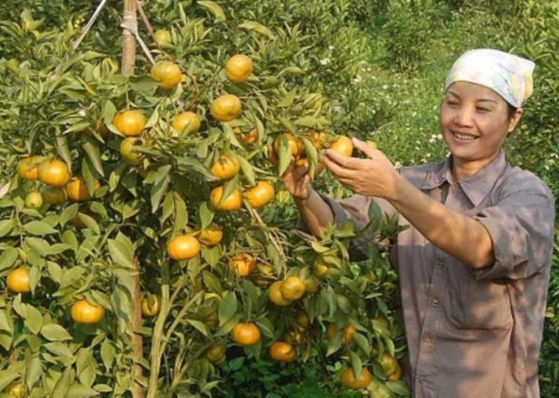 Cam cao phong là cây ăn quả có diện tích lớn.