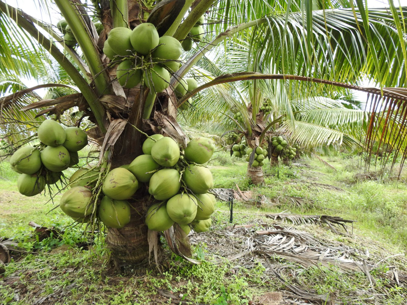 Ngành dừa là một trong những ngành kinh tế chủ lực tại Bến Tre và các tỉnh Đồng bằng sông Cửu Long - Ảnh minh họa.