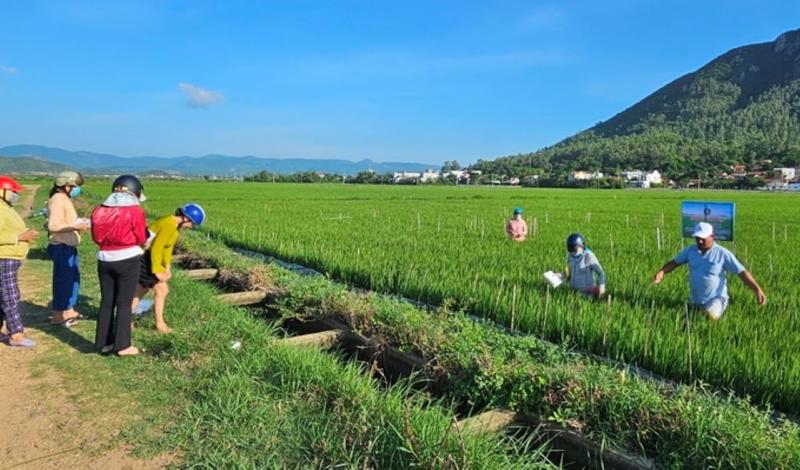 Nông dân Phú Yên ra ruộng học tập chương trình IPHM trên cây lúa.