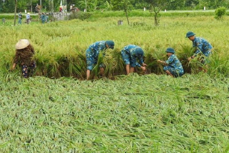 Nỗ lực khôi phục sản xuất lúa sau thiên tai.