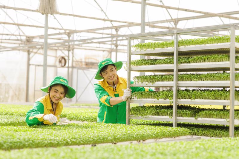 Workers at WinEco harvest lush green sprouts after a meticulous cultivation process at the high-tech farm.