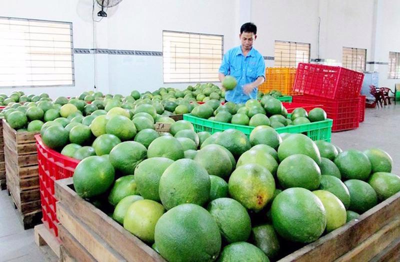 Green-skinned pomelos are freshly classified for export to the US market.