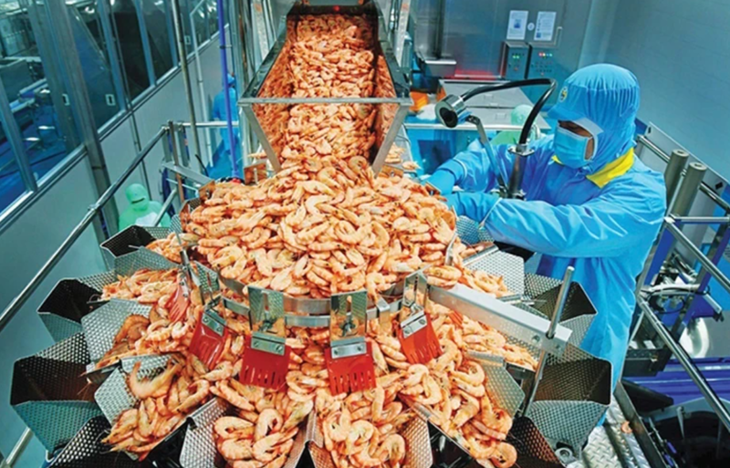 Processed shrimp products for export.