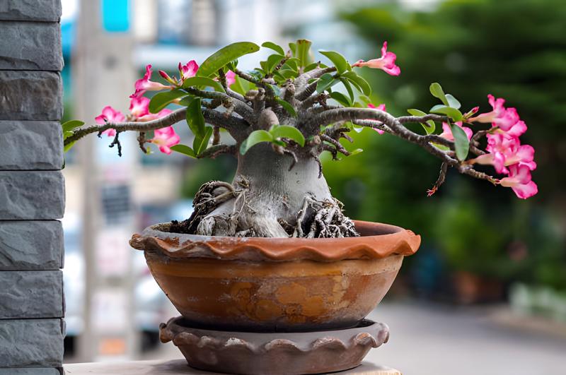 Những chậu hoa sứ kiểng bonsai bán rất chạy trên thị trường năm nay.