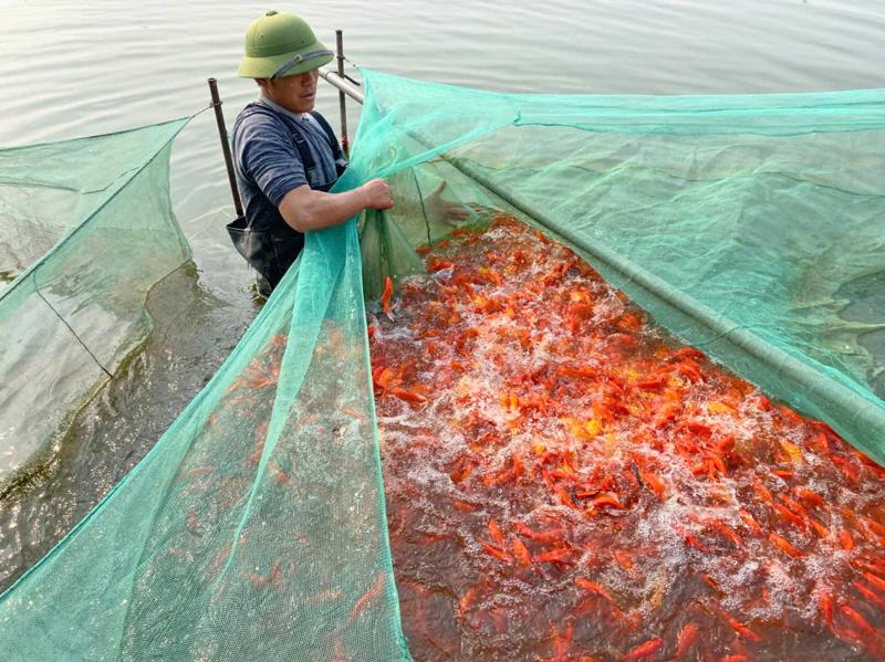 Dịp Tết ông Công, ông Táo năm nay, hộ gia đình anh Nguyễn Văn Loan, ở khu phố Bái Trúc, thị trấn Tân Phong, huyện Quảng Xương cung cấp ra thị trường hơn 2,5 tấn cá chép đỏ