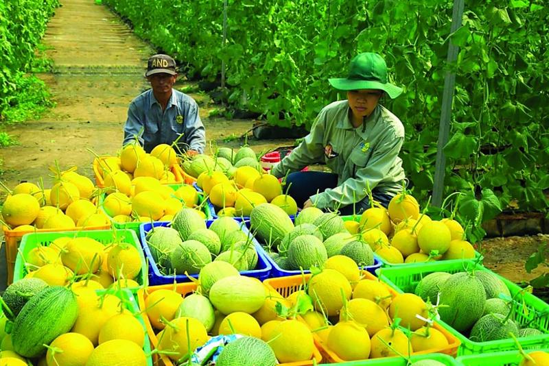 Canada thay đổi chính sách thương mại: Cơ hội cho Việt Nam đẩy mạnh xuất khẩu