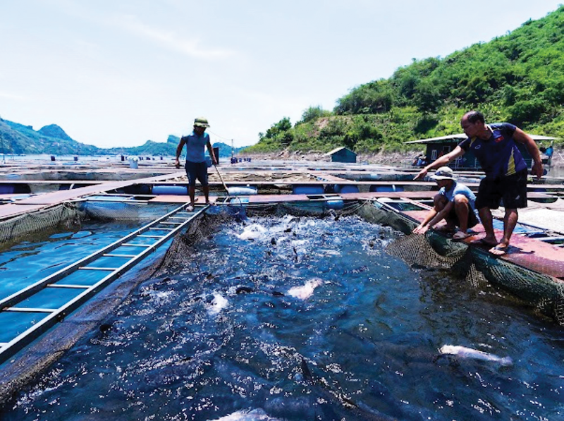 Khu vực nuôi cá trên lòng hồ Thuỷ điện Hoà Bình của Công ty TNHH Xây dựng và Dịch vụ Cường Thịnh.