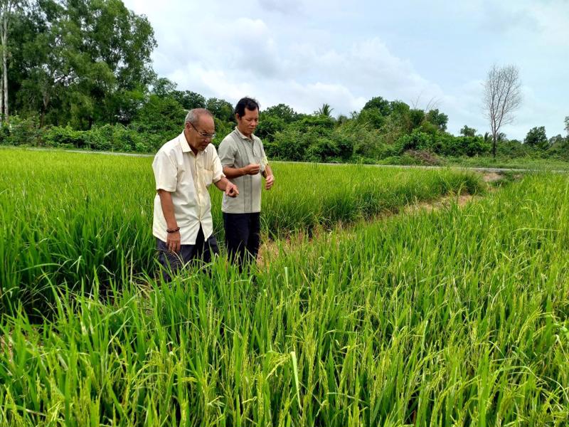 Trồng lúa giảm phát thải.