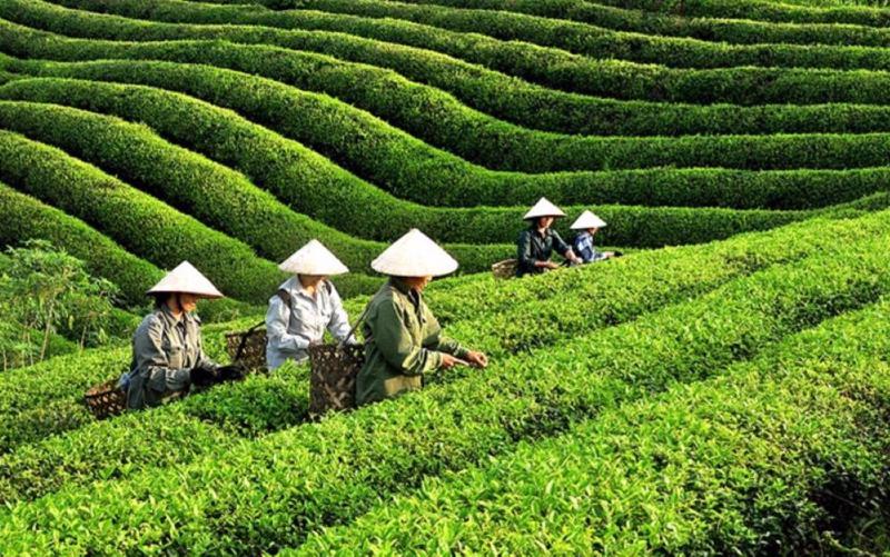 Sản xuất chè hữu cơ để nâng cao giá trị xuất khẩu