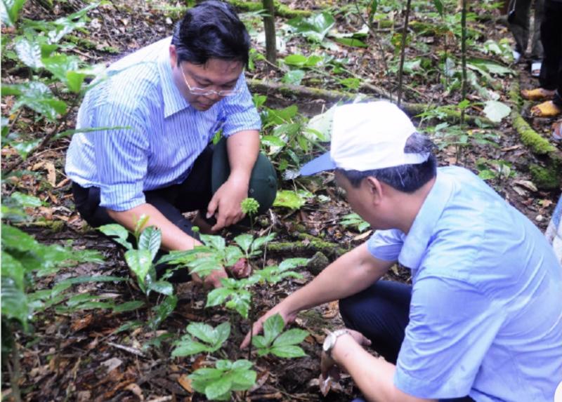 Cán bộ kỹ thuật kiểm tra độ sinh trưởng của sâm giống Ngọc Linh.