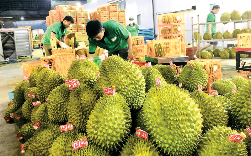 Xuất khẩu sầu riêng sang Trung Quốc phải có giấy kiểm nghiệm chất "Vàng Ô"