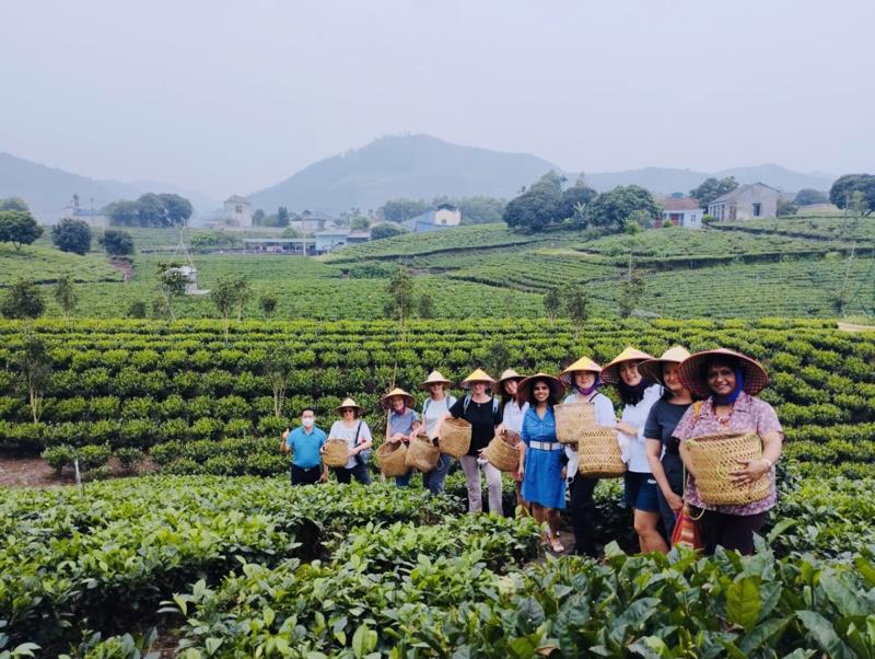 Thái Nguyên đang chú trọng phát triển sản phẩm du lịch văn hóa Trà.