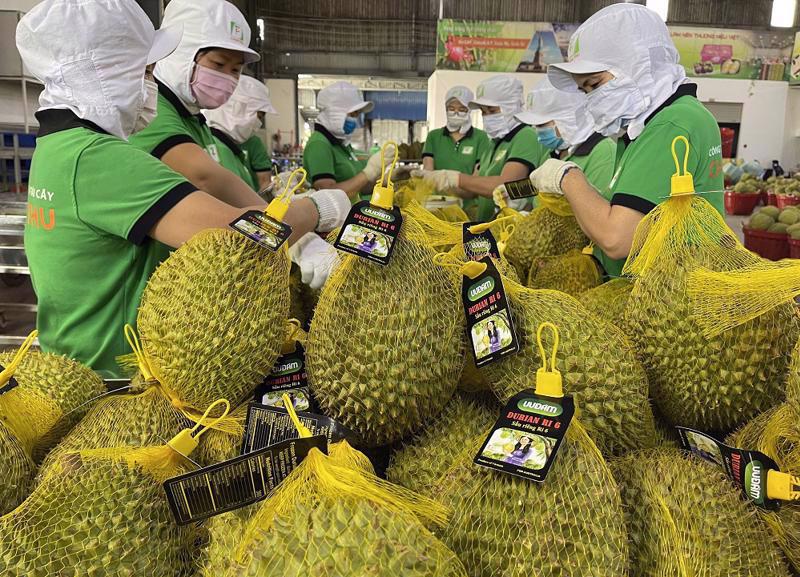 Durian is a key fruit for export in Vietnam's fruit and vegetable sector. Illustrative Photo 