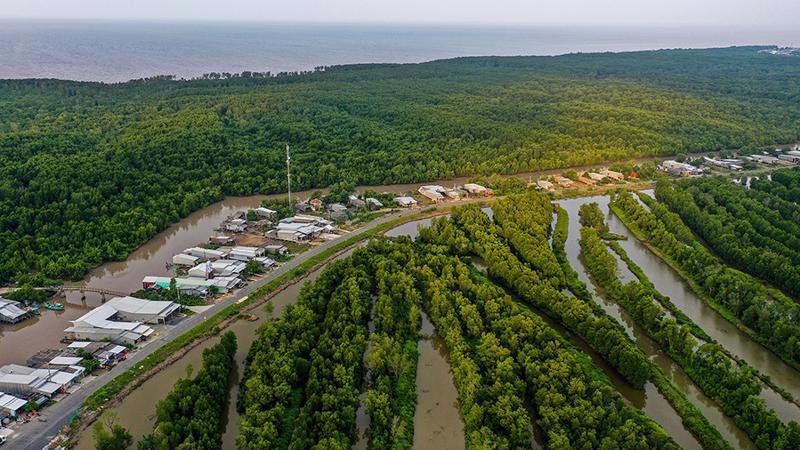 Ca Mau's mangrove forests is known as the "green lung" of the Mekong Delta. (Source: Internet)