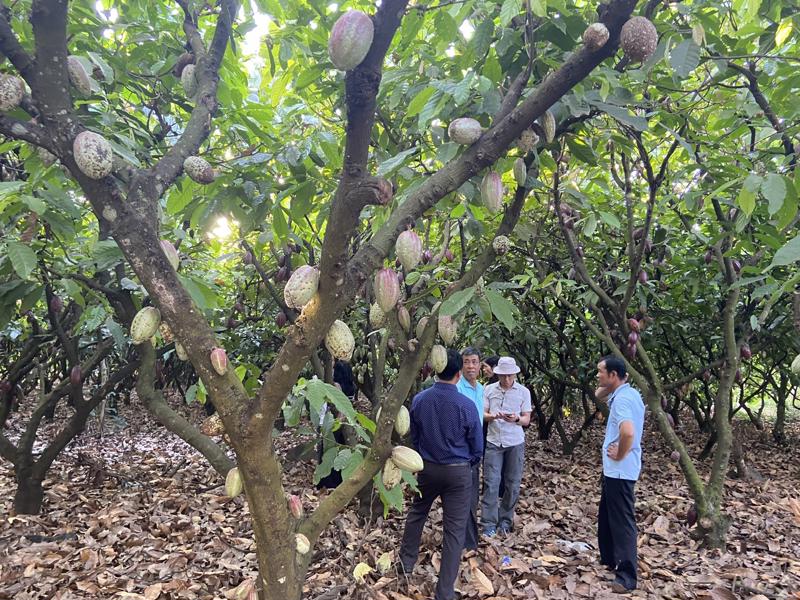 Những vườn cacao trĩu quả ở xã Đắk Wil, Cư Jut, Đắk Nông.