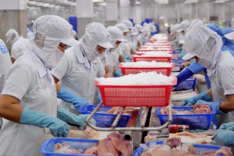 Phi lê cá và thịt cá ướp lạnh/cấp đông của Việt Nam đang duy trì vị trí thống lĩnh tại thị trường Singapore.