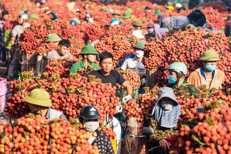 Dòng người chở vải thiều đến các điểm cân để tiêu thụ. Nguồn: Cổng thông tin điện tử tỉnh Bắc Giang.