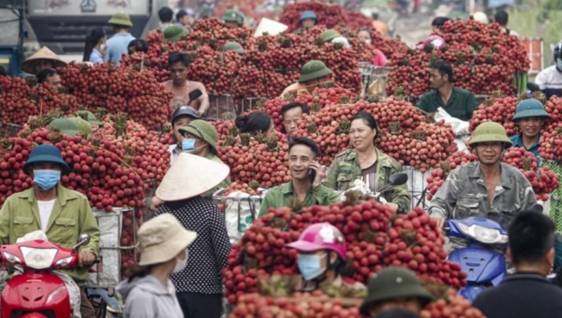 Kỳ vọng vào xuất khẩu trái vải thiều.
