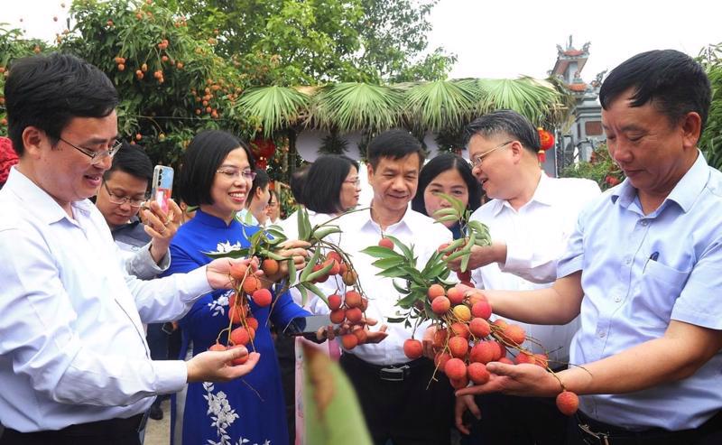 Thanks to favorable weather conditions, the quality of lychee this year is highly rated.