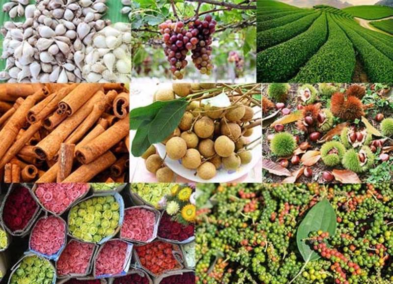 Xuất khẩu nông, lâm thủy, sản 5 tháng đầu năm 2025 tăng trưởng hơn 15% so với cùng kỳ năm trước.