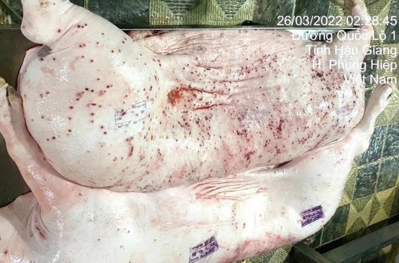Hình ảnh heo bệnh được đóng dấu kiểm dịch sai quy định.
