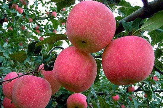 Bí quyết trồng táo “độc dược” của Trung Quốc - Ảnh 1