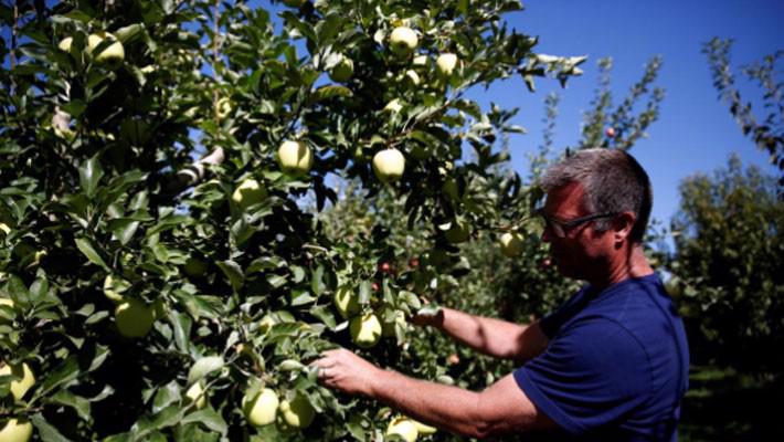 Nông dân trồng táo Mỹ lo bị Trung Quốc trả đũa - Ảnh 1.
