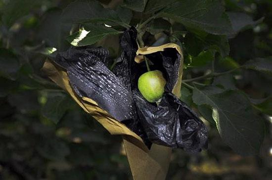Bí quyết trồng táo “độc dược” của Trung Quốc - Ảnh 2