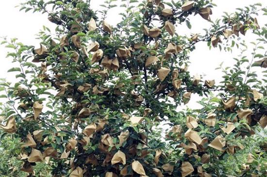 Bí quyết trồng táo “độc dược” của Trung Quốc - Ảnh 4