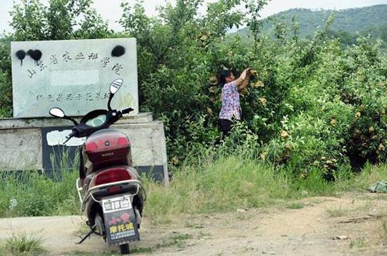 Bí quyết trồng táo “độc dược” của Trung Quốc - Ảnh 5