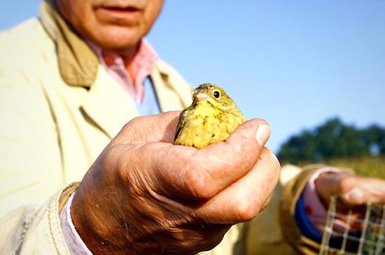 Những mặt hàng càng cấm càng bị săn đuổi - Ảnh 8