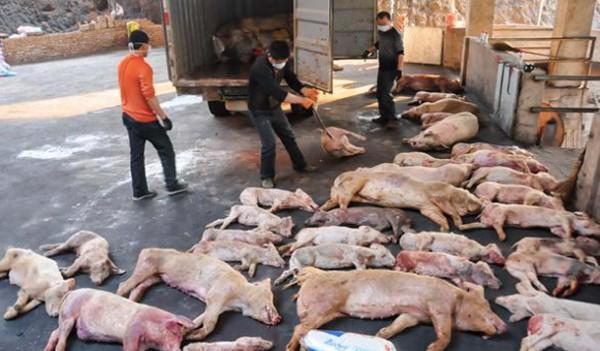 Tiêu hủy lợn bị bệnh: Thủ tướng yêu cầu đền bù “ít nhất sát với giá thị trường” - Ảnh 1.