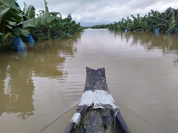 1.500ha trái cây của Hoàng Anh Gia Lai tại Lào bị ngập lụt - Ảnh 2.