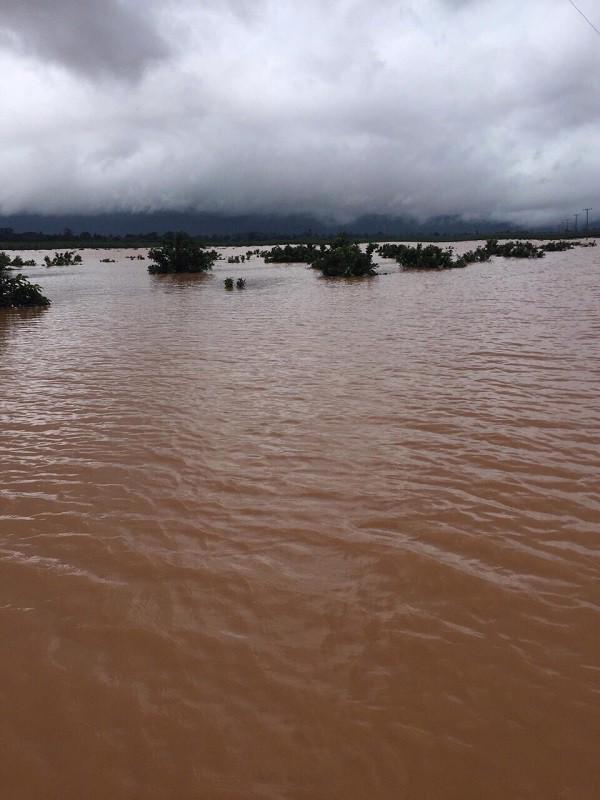 1.500ha trái cây của Hoàng Anh Gia Lai tại Lào bị ngập lụt - Ảnh 4.