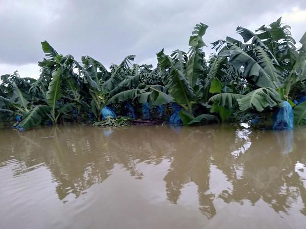 1.500ha trái cây của Hoàng Anh Gia Lai tại Lào bị ngập lụt - Ảnh 5.