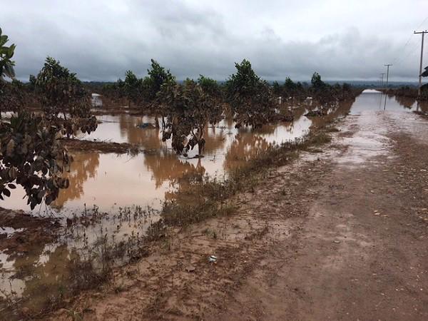 1.500ha trái cây của Hoàng Anh Gia Lai tại Lào bị ngập lụt - Ảnh 8.