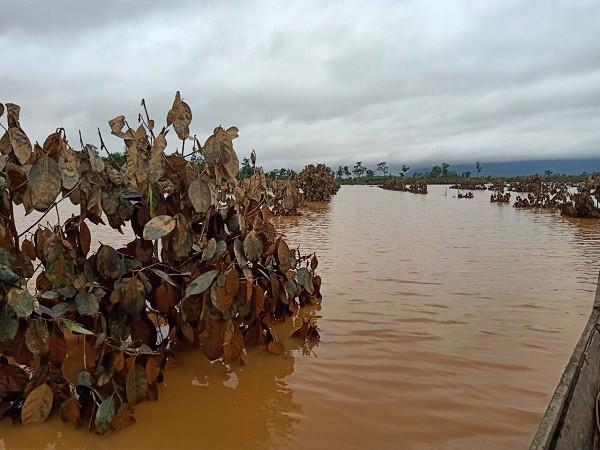 1.500ha trái cây của Hoàng Anh Gia Lai tại Lào bị ngập lụt - Ảnh 9.