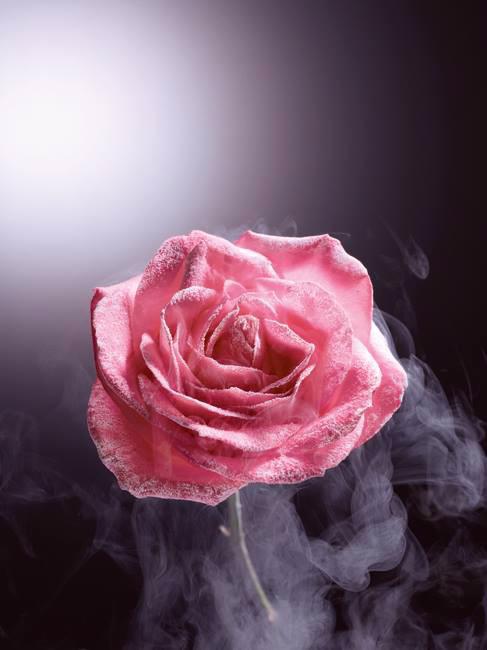 Lancôme Absolue Precious Cells Rose Drop – Đoá hồng trứ danh để tái sinh làn da - Ảnh 5.