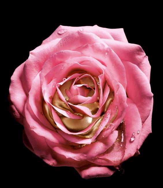 Lancôme Absolue Precious Cells Rose Drop – Đoá hồng trứ danh để tái sinh làn da - Ảnh 1.