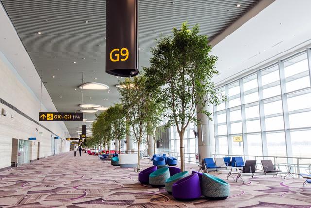 Tại sao Changi Airport được bình chọn là sân bay tuyệt vời nhất thế giới? - Ảnh 10.