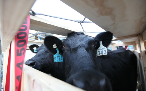 Vinamilk tiếp tục nhập bò sữa cao sản từ Úc về Việt Nam 3